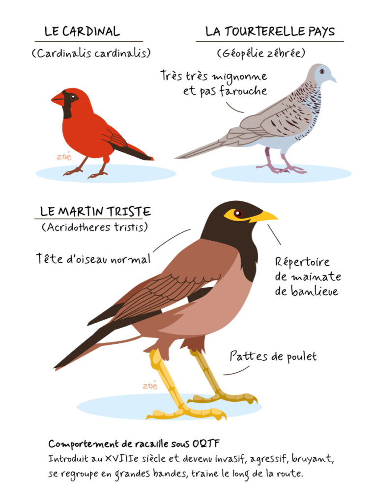 illustration oiseaux