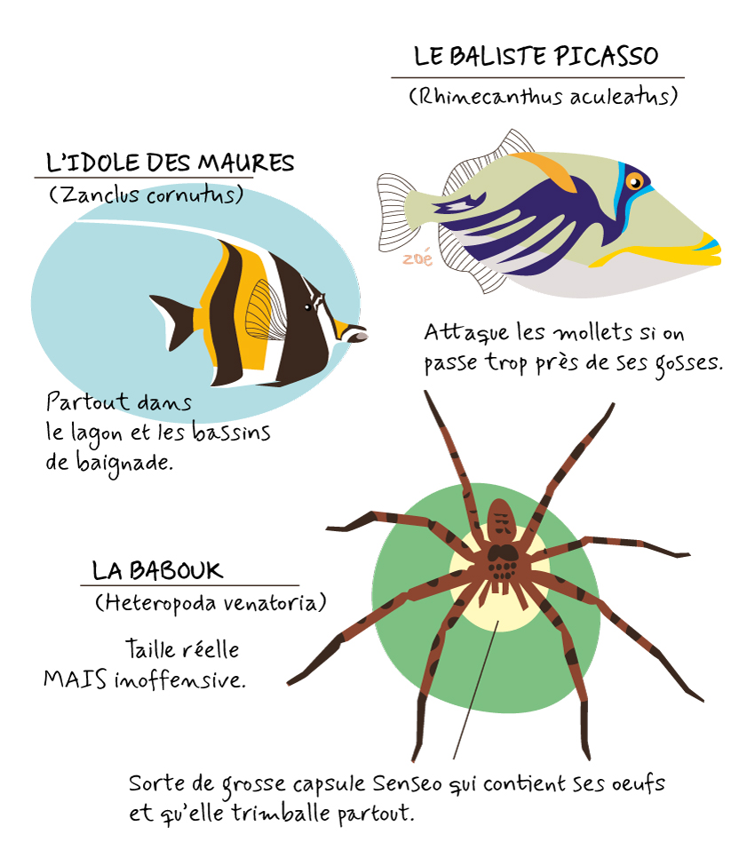 illustration poissons araignées babouk